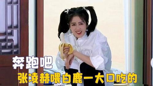 娱乐吃瓜直播白鹿,娱乐界新热点  第1张